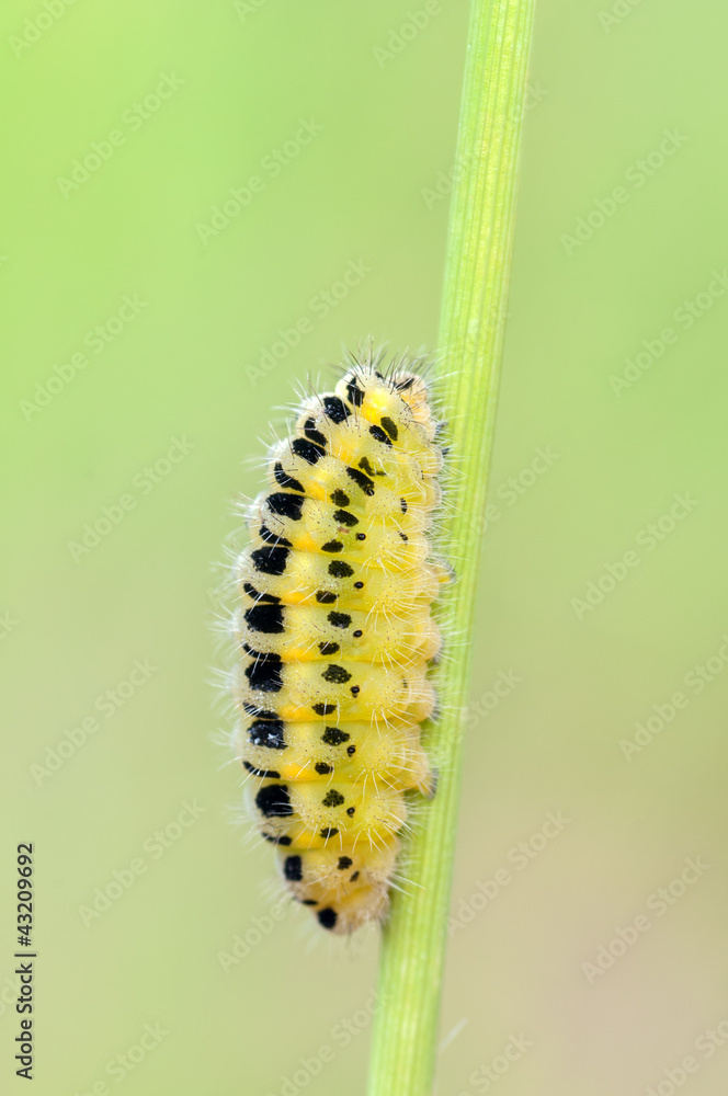 caterpillar of Zygaena filipendulae caterpillar of Zygaena filipendulae