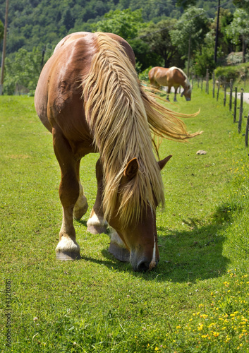 beautiful horse on the meadow