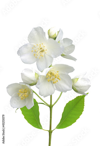 beautiful jasmine flowers with leaves isolated on white © wolfelarry