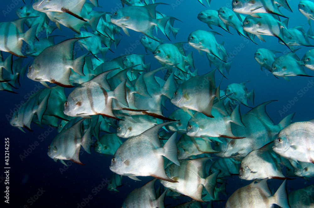 Fototapeta premium School of Spadefish swimming around in open water.