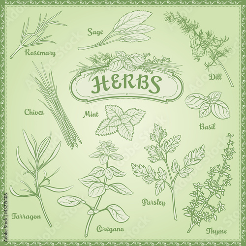 Vector Herbs Set