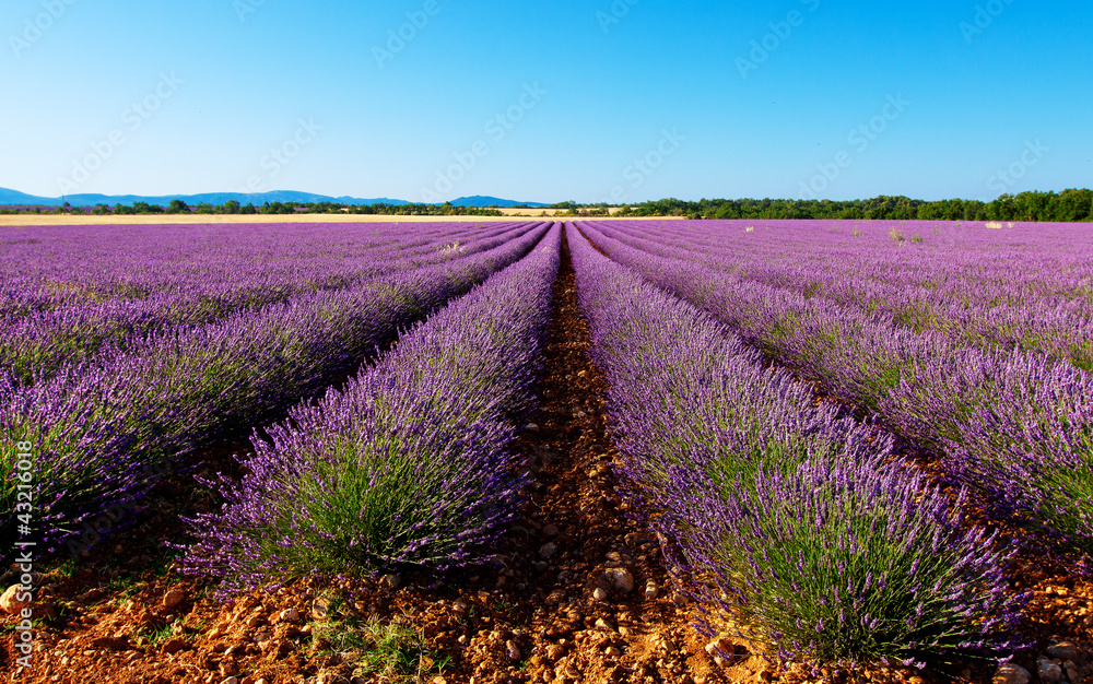 Fototapeta premium lawenda