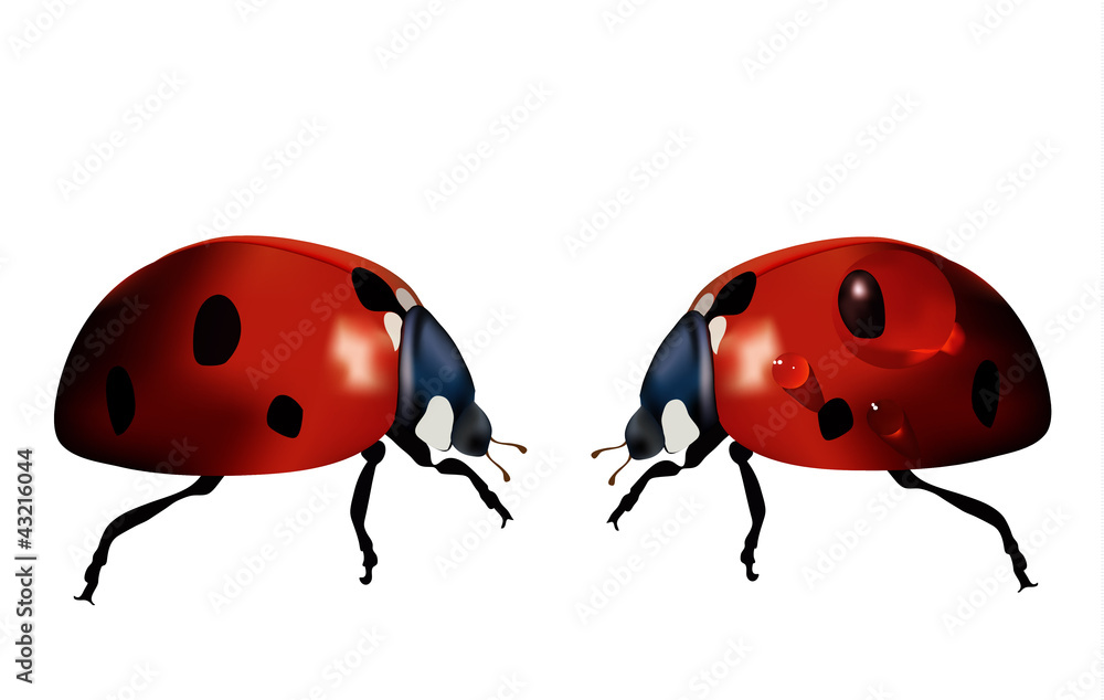 Fototapeta premium Insects isolated on white vector
