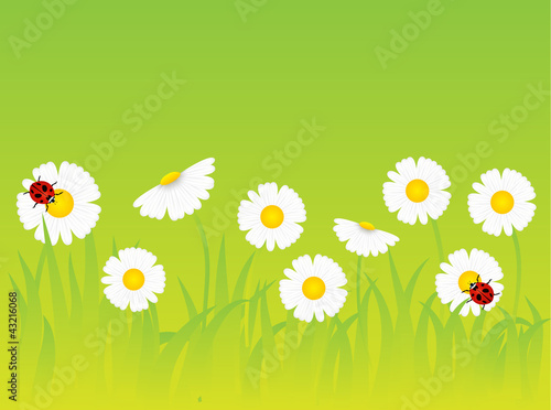 Ladybird on daisy vector seasonal