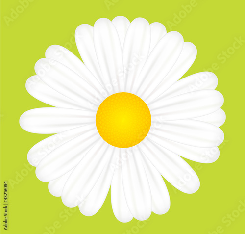 Ladybird on daisy vector seasonal