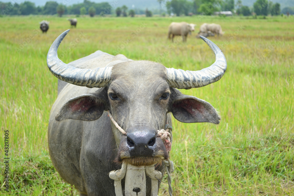 Fototapeta premium asia buffalo in country field of northern thailand