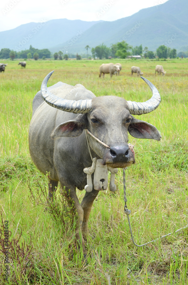 asia buffalo in country field of northern thailand asia buffalo in country field of northern thailand