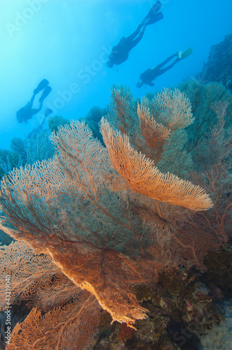 Gorgonian fan coral on a tropical reef