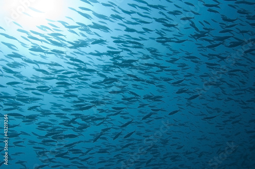 Принти на полотні Large shoal of fusiliers in the sun