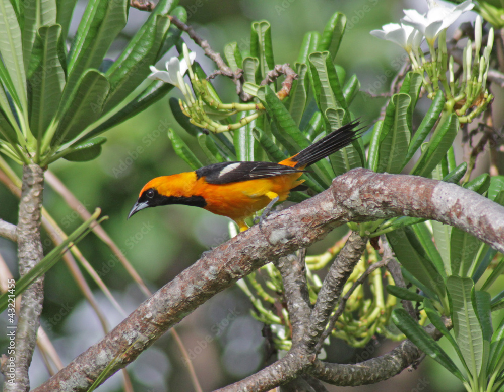 Obraz premium An Altamira Oriole (Icterus gularis) sitting in a palm tree in the Mayan Riviera, Mexico..