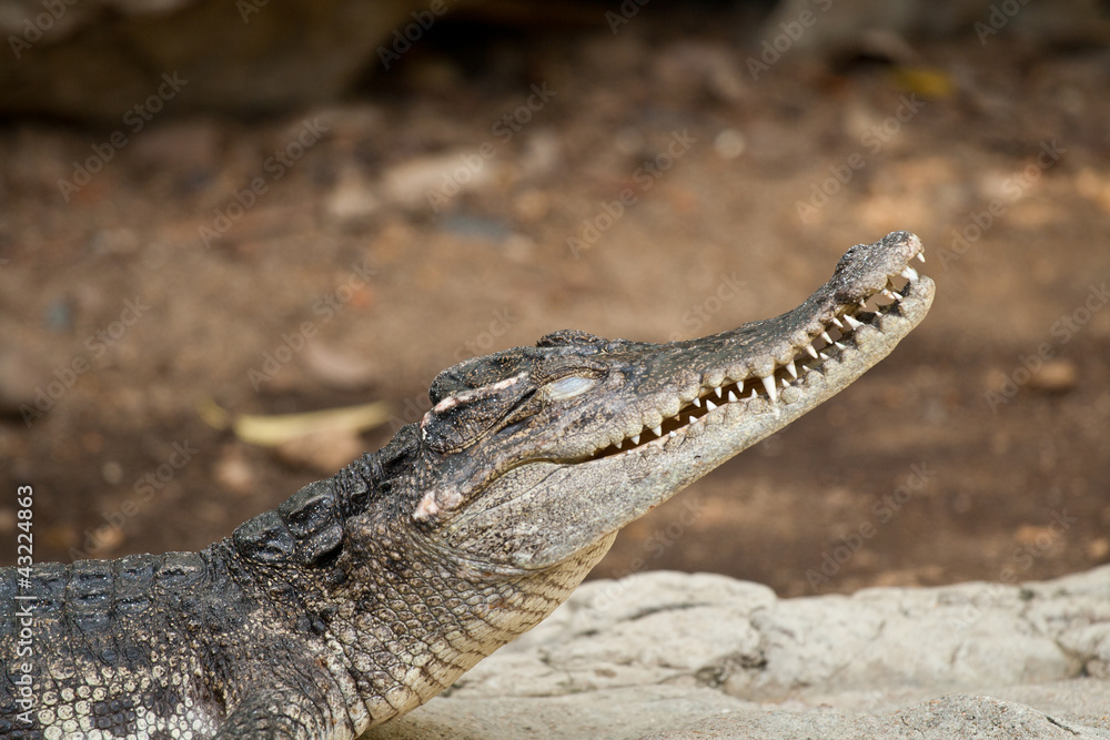 Fototapeta premium Sleping_crocodile