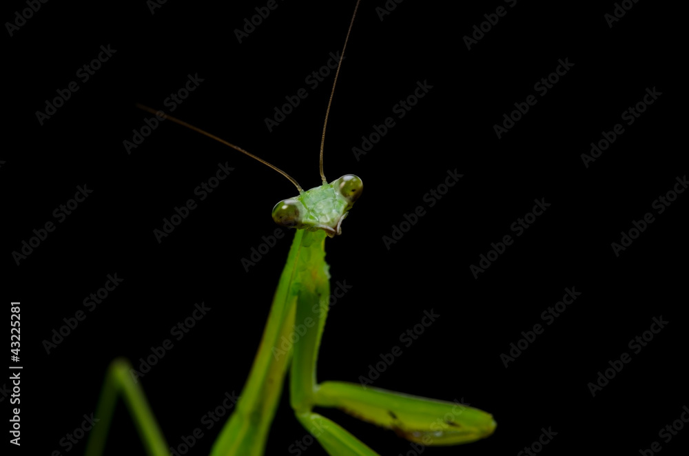 カマキリ カマキリ