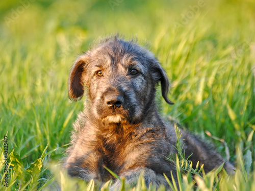 Irish Wolfhound Puppy. Portrait © sheilalena