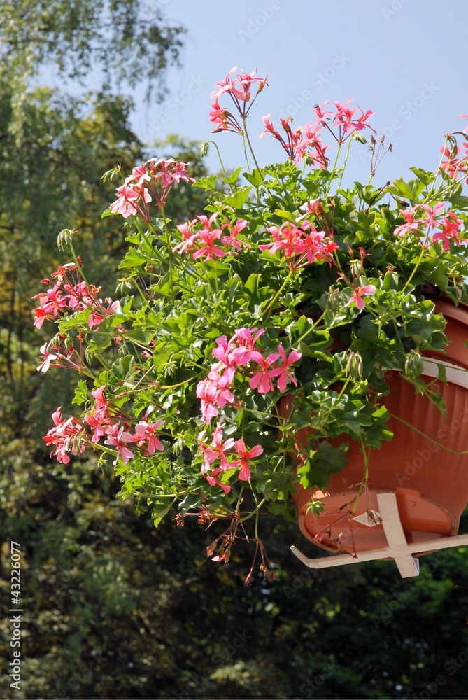 pink geranium in hanging pot as ornament pink geranium in hanging pot as ornament