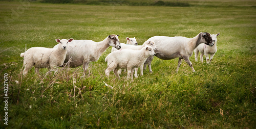 Fototapeta Naklejka Na Ścianę i Meble -  Farm sheep in landscape on stormy Summer day