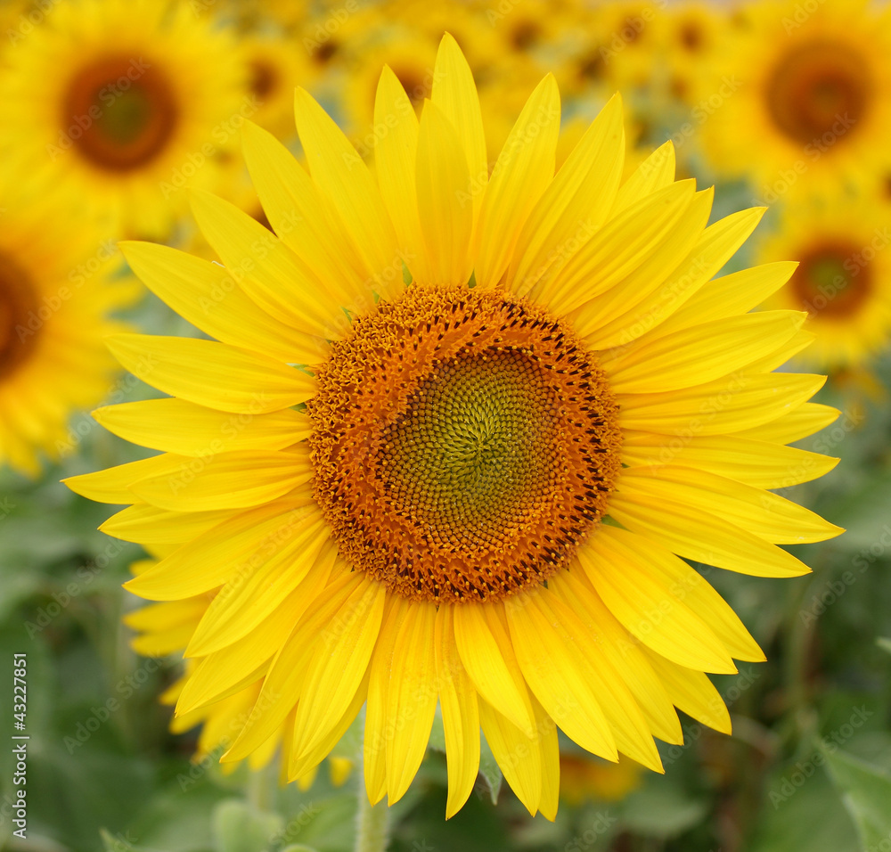 Fleur de tournesol dans un champ