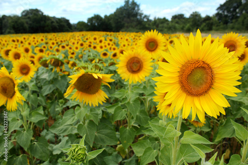 Fototapeta Naklejka Na Ścianę i Meble -  Champs de tournesols
