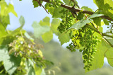 raisin vert sur vigne
