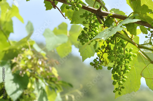raisin vert sur vigne photo