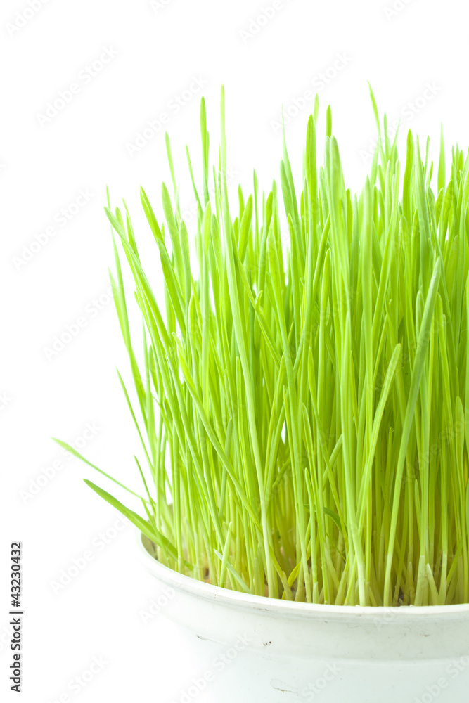 Obraz premium Green Grass