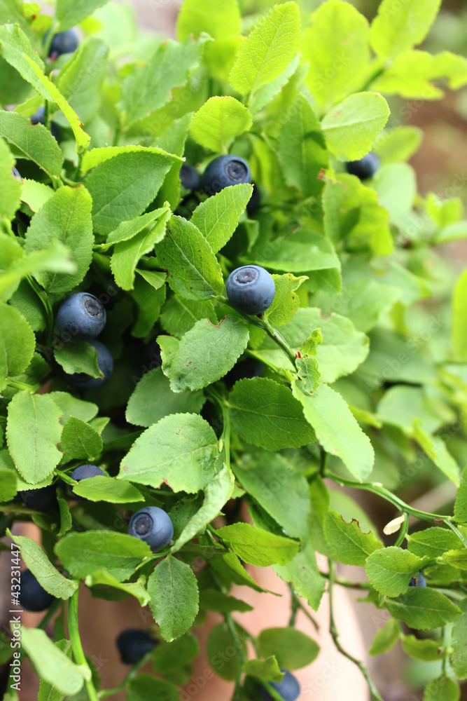 blueberries bush blueberries bush