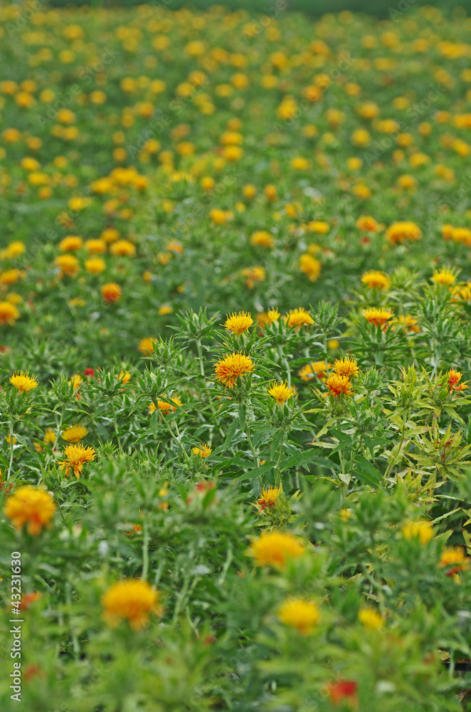 紅花　‐Safflower‐