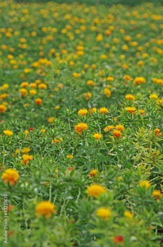 紅花 ‐Safflower‐