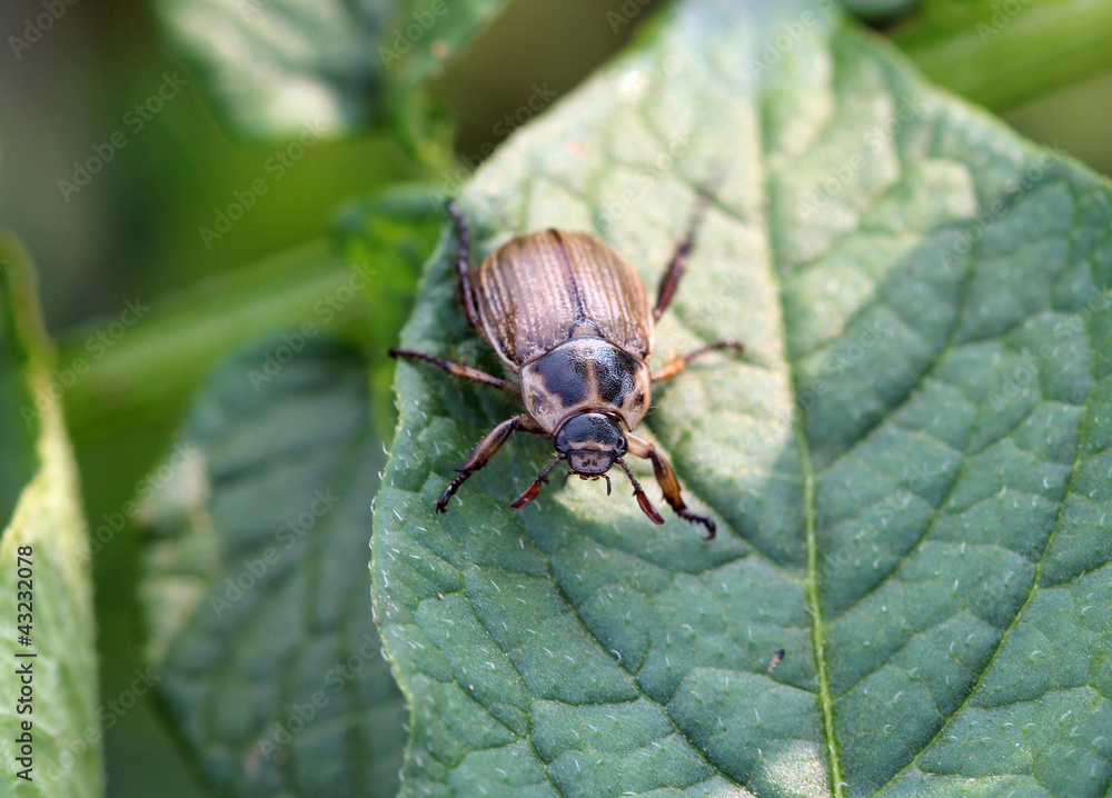 Жук хрущик бледнокрылый (Blitopertha pallidipennis) Жук хрущик бледнокрылый (Blitopertha pallidipennis)