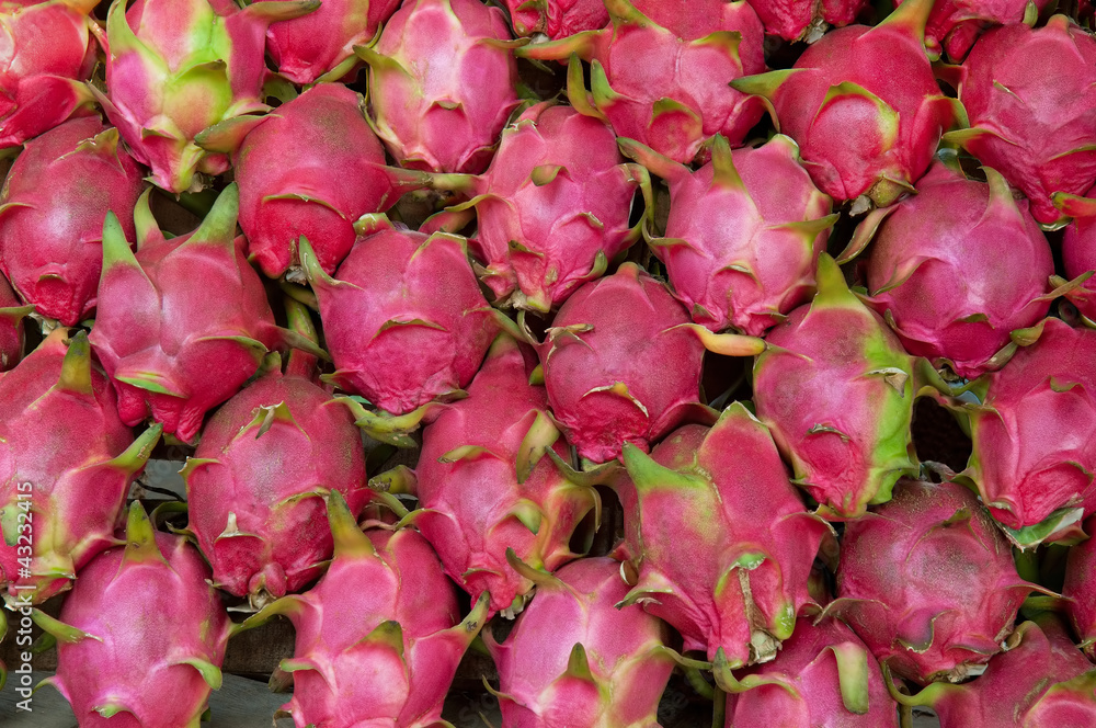 dragon fruit dragon fruit