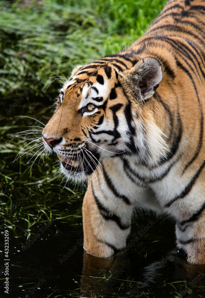 Tiger Tiger