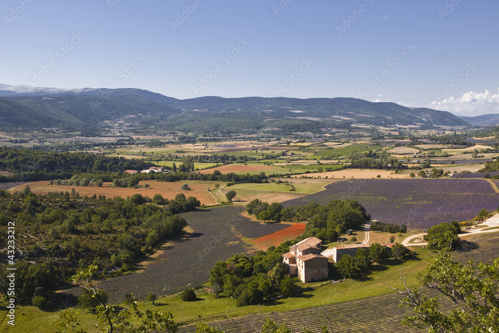 Lavender fields near to Sault in Provence.