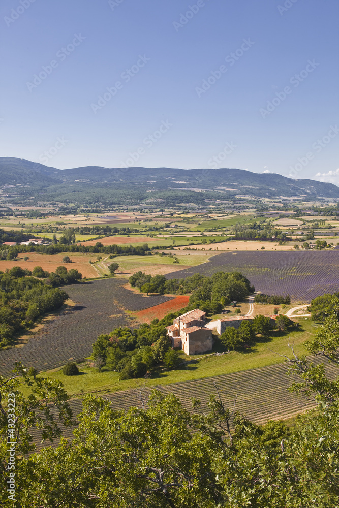Lavender fields near to Sault in Provence.