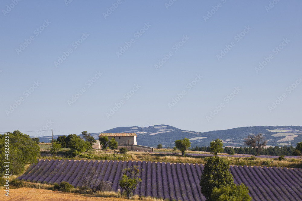 Lavender fields near to Ferrassieres in Provence.