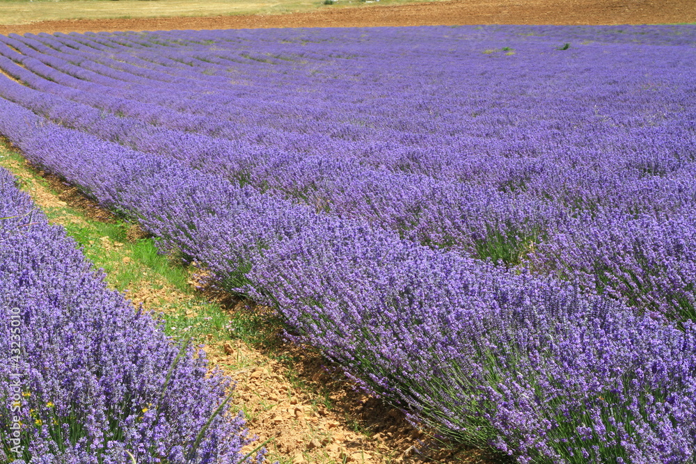 lavandes, paysages du vaucluse lavandes, paysages du vaucluse