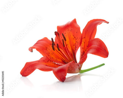 Fototapeta Naklejka Na Ścianę i Meble -  Red lily