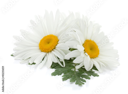 Two chamomile flowers with leaves