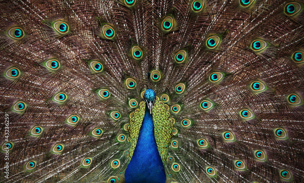 Naklejka premium Beautiful peacock