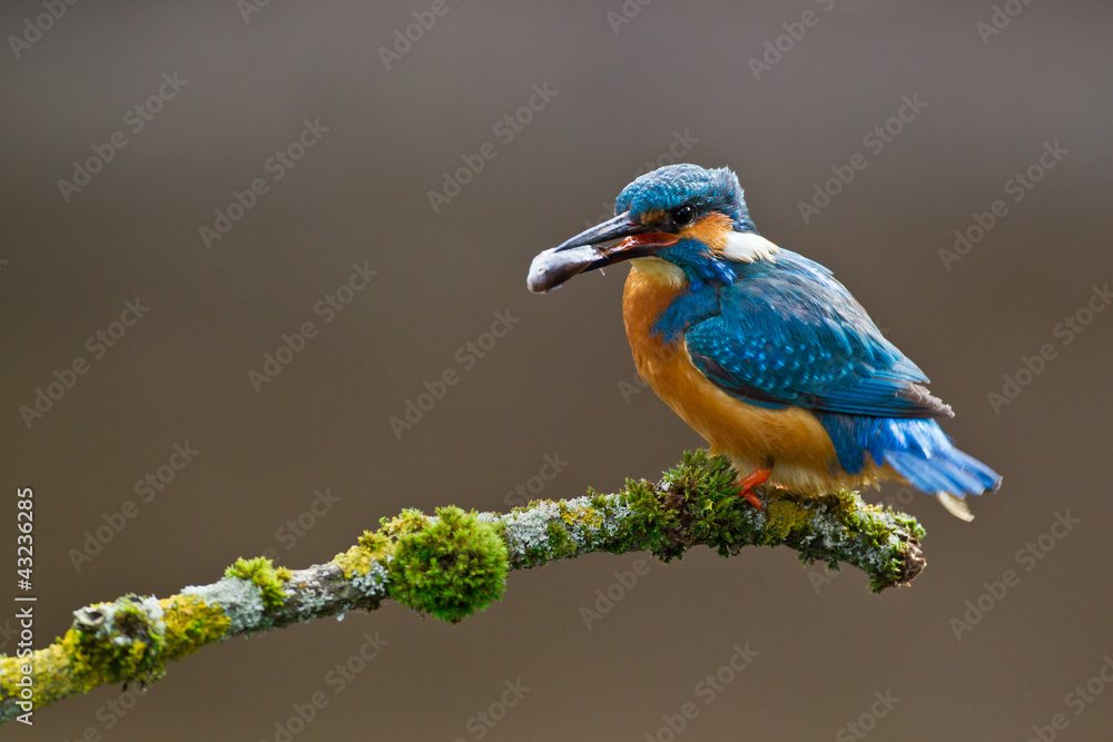 Common Kingfisher Alcedo atthis adult male Common Kingfisher Alcedo atthis adult male