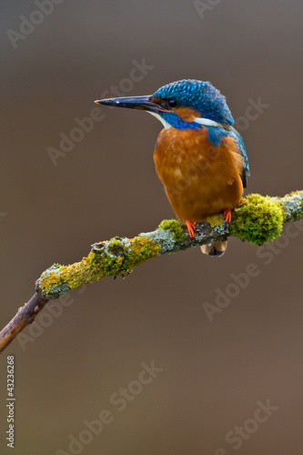Common Kingfisher Alcedo atthis adult male
