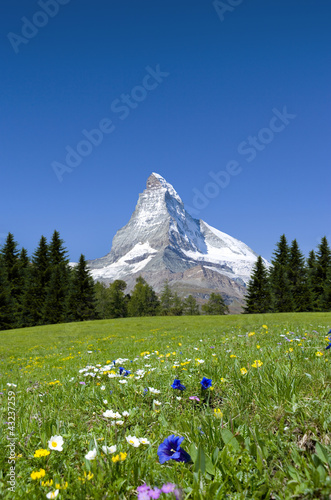 Matterhorn mit Bergwiese