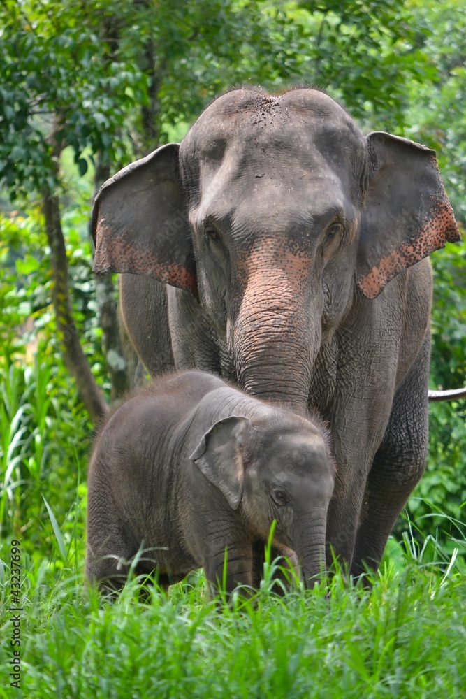 Obraz premium asia elephant mother and baby in forest of southeast asia