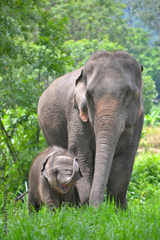 Naklejka premium asia elephant mother and baby in forest of southeast asia