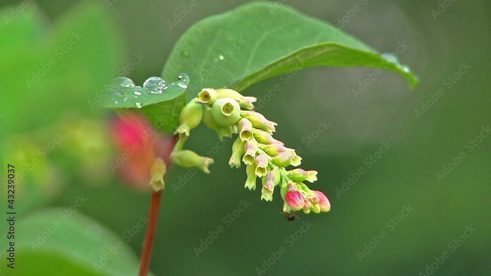 The ant creeps on a flower, is taken a close-up The ant creeps on a flower, is taken a close-up