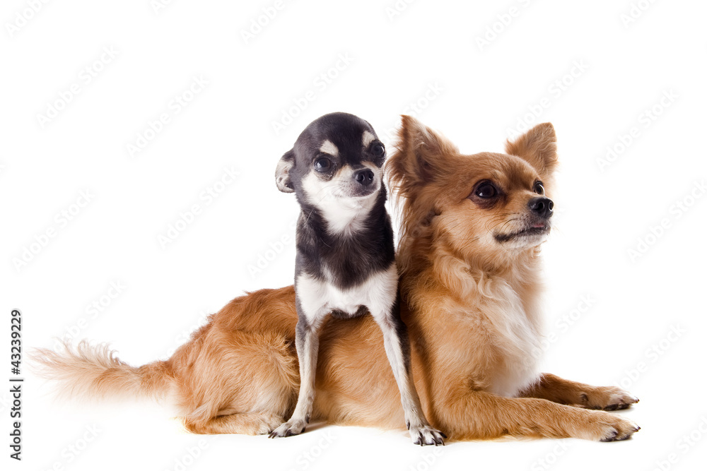 two chihuahuas