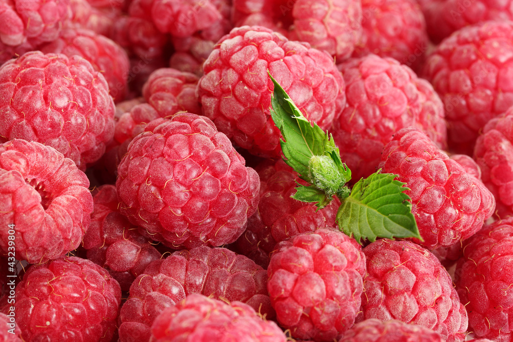 ripe raspberries background.with mint ripe raspberries background.with mint