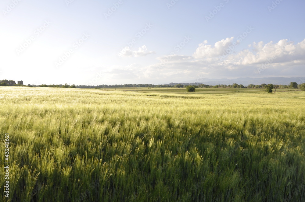 Campo di grano