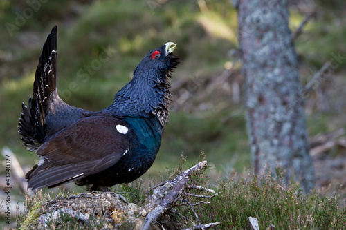 Capercaillie Tetrao urogallus adult male displaying
