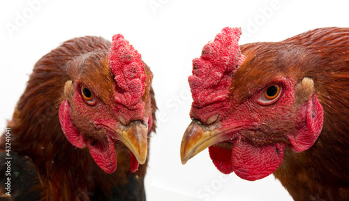 Photo cock portrait on a white background