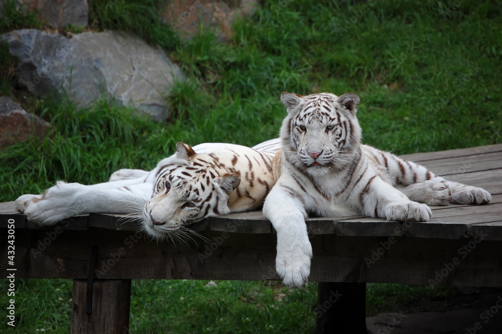 Obraz premium Biała Tygrysica Ma Odpoczynek Z Jej Lisiątkiem