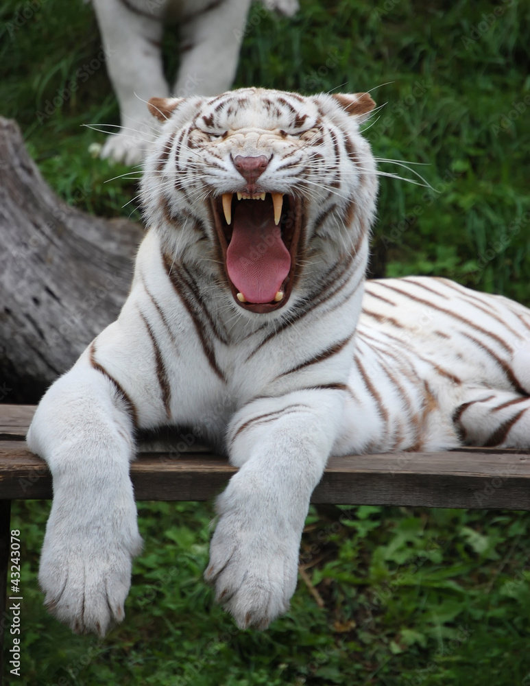 Fototapeta premium White Tigress Is Yawning